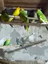 Какарики,корели и диамантени гугутки, снимка 3