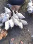 пилета бройлери , снимка 2