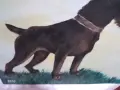 Моят любим шнауцер, снимка 5