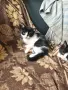 Подарявам малки котенца, снимка 4