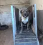 Питбул! Питбули! , снимка 2