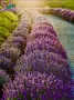 Лавандула в саксии-сортове, снимка 8