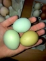 Разплодни яйца, снимка 2