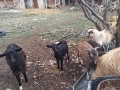 Ярета и агнета , снимка 2