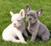 Френски Булдог кученца, снимка 2