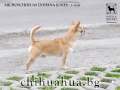 Чихуахуа с FCI родословия от ONE IN A MILLION, снимка 3