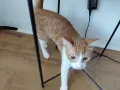 Подарявам котенца, снимка 6