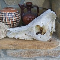 Стар череп от глиган, снимка 6 - Други ценни предмети - 44339783