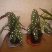 Бегония Макулата/Begonia Maculata Wightii/, снимка 4 - Стайни растения - 39977763