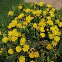 Продавам кактус опунция, снимка 2 - Градински цветя и растения - 40076420