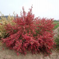 Цитисус-(Cytisus killiney red), снимка 4 - Градински цветя и растения - 39927557
