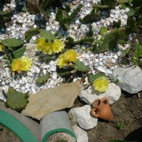 Студоустойчиви кактуси Опунция (Бодлива круша) подходящи за Вашата красива градина, снимка 14 - Градински цветя и растения - 29201767