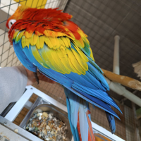  Сезонна разпродажба на папагали АРИ, снимка 4 - Папагали - 44726402