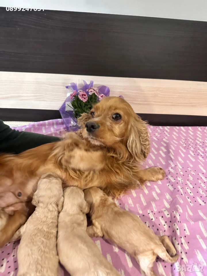 Кокер шпаньолчета , снимка 1