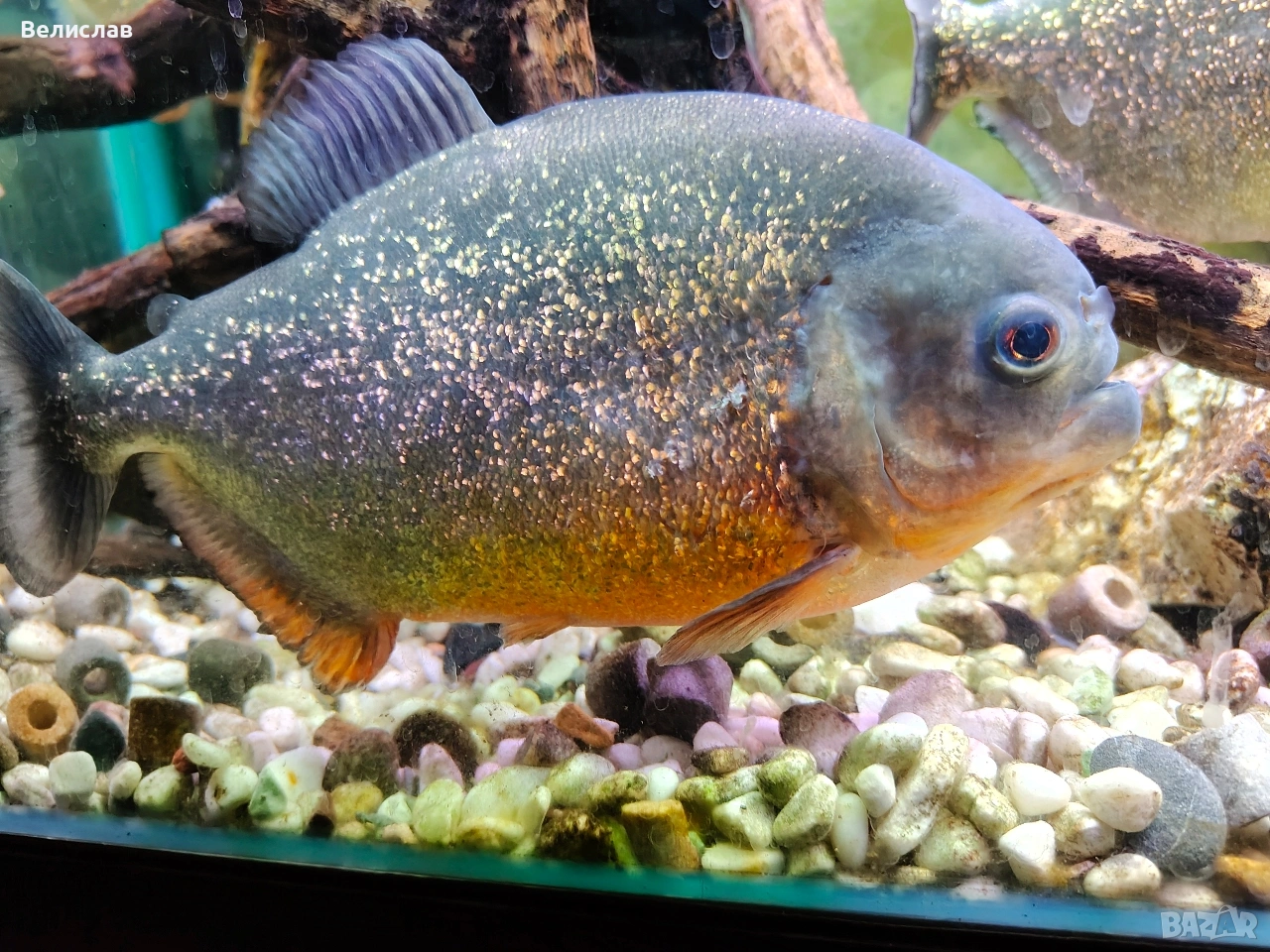 Червена пираня 25см. , снимка 1