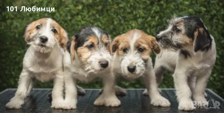 Джак Ръсел териери -Твърдокосмести, снимка 1