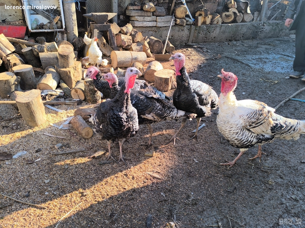 Продавам Пуийки, снимка 1