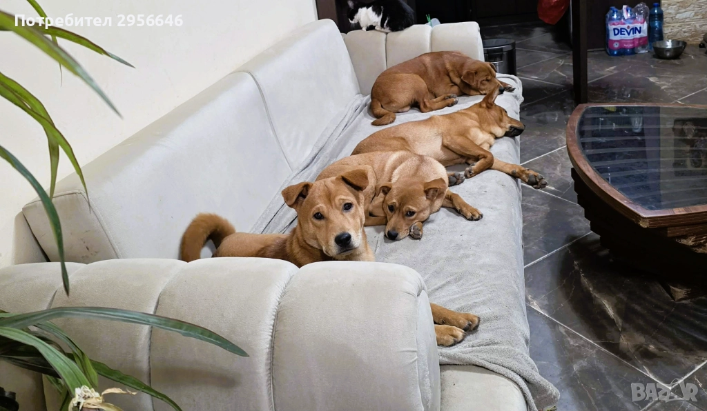 Продавам кученца Shiba Inu, снимка 1