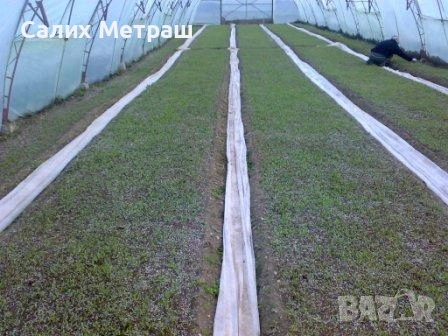 Разсад за пипер, разсад за домати и др., снимка 1