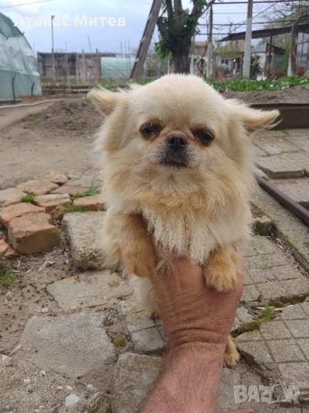 Продавам мъжко мини чихуахуа, снимка 1