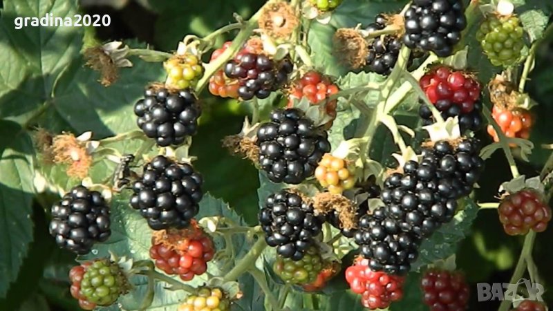 Къпина хималая  (Rubus Himalaya), снимка 1