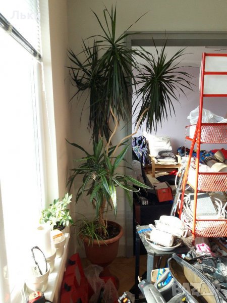 Декоративни растения малки и големи, снимка 1