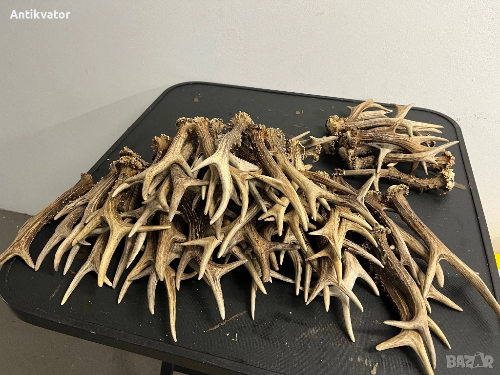 Единични рога сръндак, снимка 1