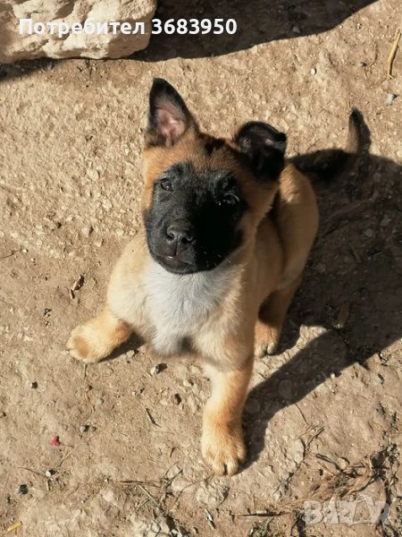 Белгийска овчарка Малиноа, снимка 1