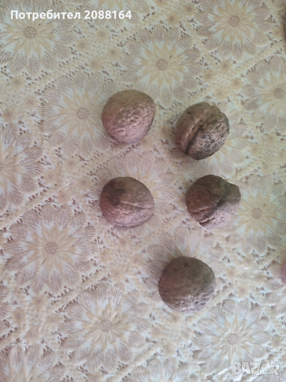 Орехи 2025, снимка 1