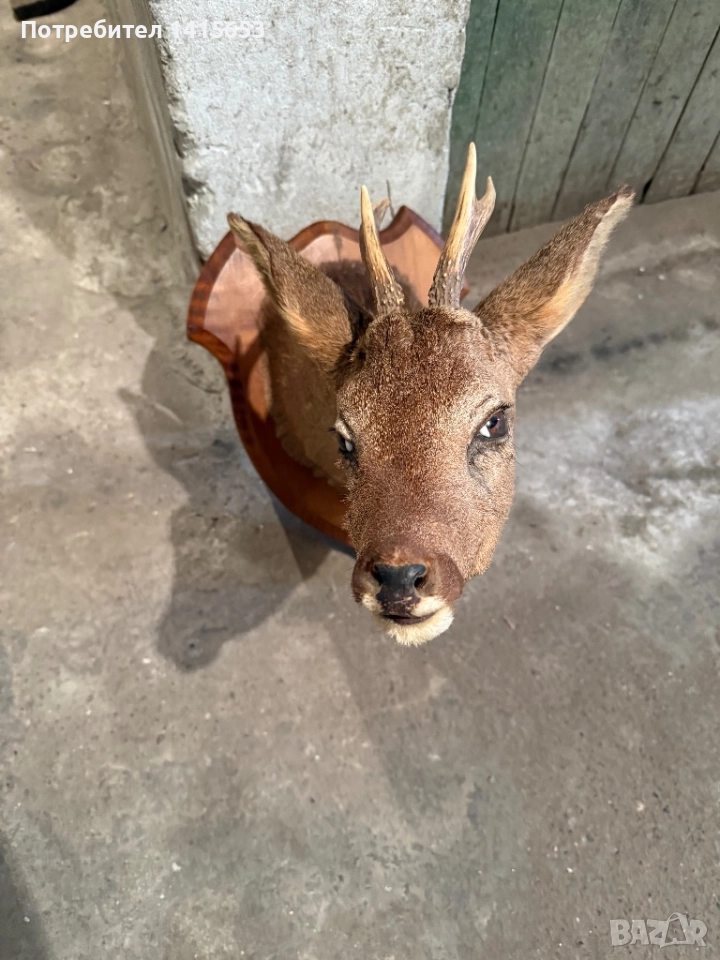 Продавам препариран сръндак, снимка 1