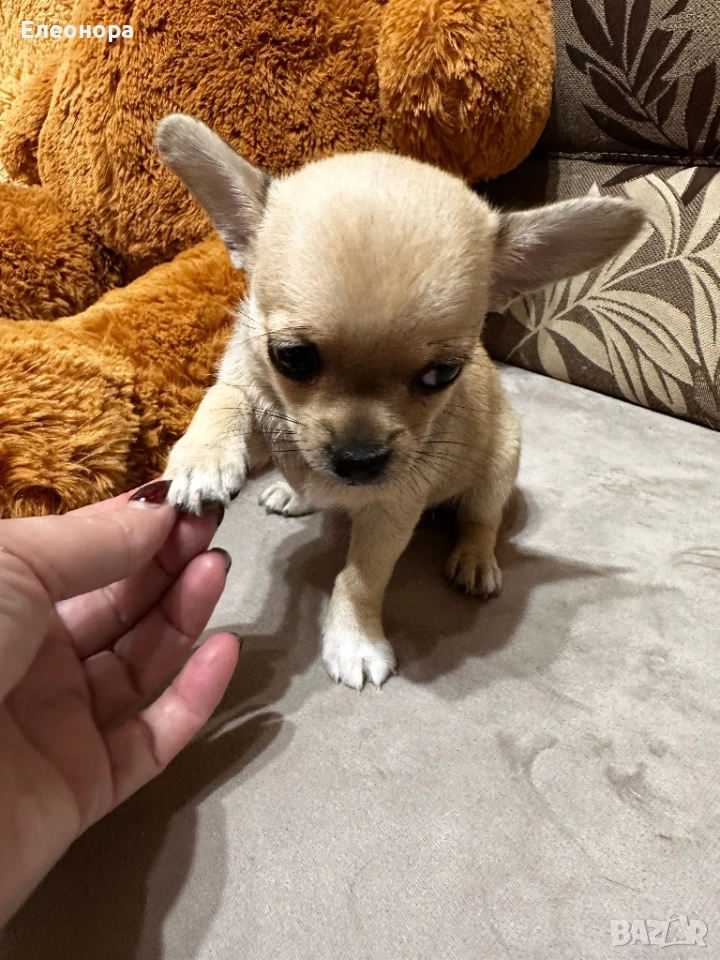 Мини Чихуахуа Момиченце Уникат, снимка 1