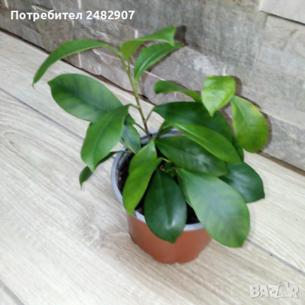 Фикус "Женшен" , снимка 1