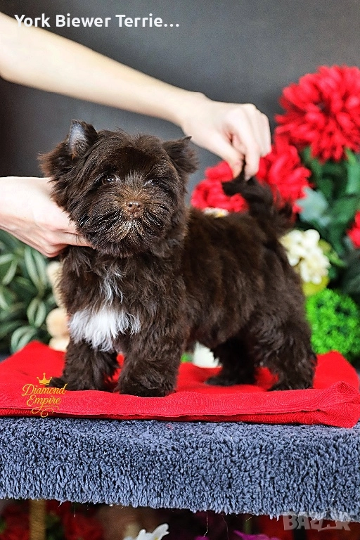 ЙорКширски Териер Шоколадов момче с родословие и доставка , снимка 1