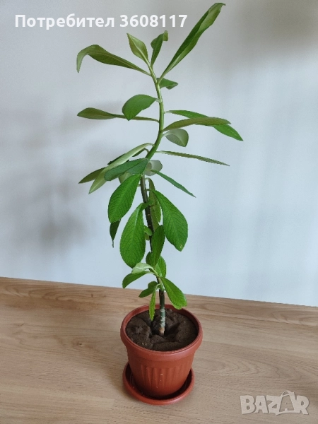 каучуково дърво , снимка 1