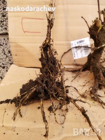 Черен дървовиден бъз, Свирчовина (Sambucus nigra) за имунната система на гол корен , снимка 7 - Разсади - 39107473