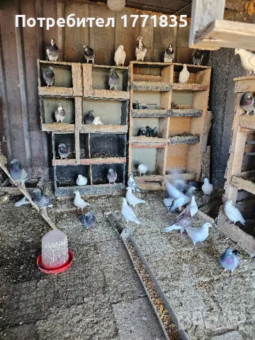продавам гълъби на куп, снимка 3 - Гълъби - 49424583