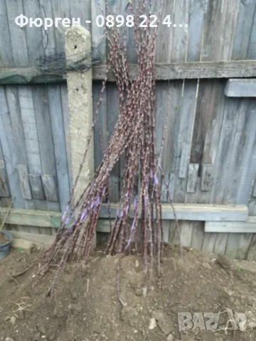 Ябълка  RedLove “Sirena” – “  Червена луна”, снимка 6 - Разсади - 47767335