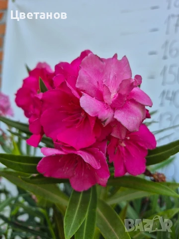 Олеандър (Зокум/Лян), снимка 3 - Стайни растения - 51011953