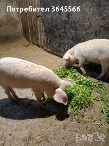 малки прасета