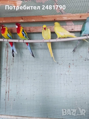 Птици на супер цени, снимка 2 - За птици - 52712752