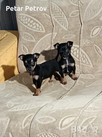 Пинчер мини 