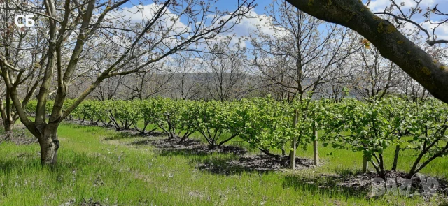 Разсад за лешници , снимка 16 - Сортови семена и луковици - 12465943