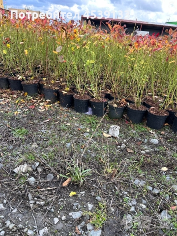 Боровинки сорт Чандлър 3 годишни, снимка 2 - Разсади - 52829316