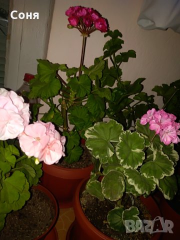 Мушкато , снимка 13 - Градински цветя и растения - 28406630