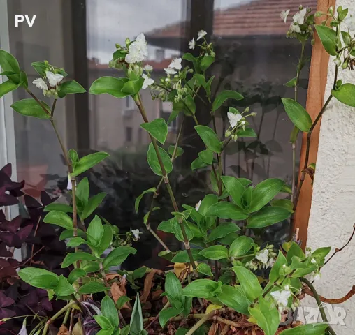 Кактуси и сукулентни, снимка 13 - Стайни растения - 48911588