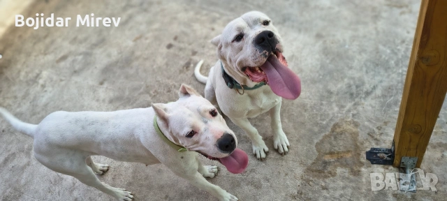 Дого Аржентино, снимка 6 - Дого аржентино - 53045596