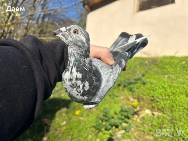 Спортни пощенски, снимка 3 - Гълъби - 53014235