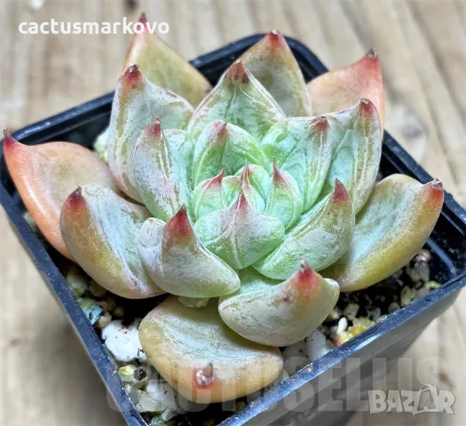 Echeveria ‘Rajoya’, снимка 2 - Стайни растения - 48039249