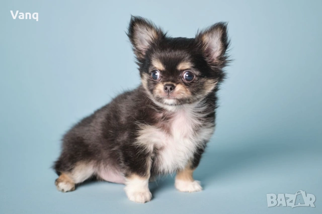 Чихуахуа Възможност за доставка 