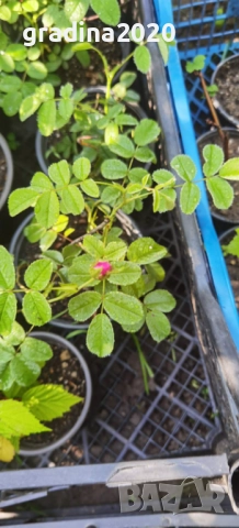   Черна шипка от диви рози (Rosa spinosissima), снимка 4 - Разсади - 52827156